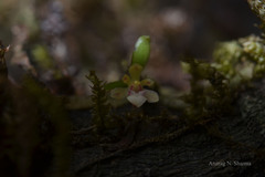 Smithsonia straminea